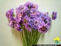 Scabiosa japonica Blue